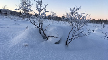 Winterwandern in Lappland: Das ist kein Rentier, das sich hier im Schnee versteckt - es ist ein Busch im Sumpf, der jetzt von einer dicken Schneeschicht bedeckt ist. | Bild: BR/Petra Martin