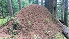 Mangfallgebirge: Ein Ameisenhaufen als Zeichen für eine intakte Natur | Bild: BR/Elisabeth Tyroller