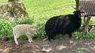 Keschtnweg: Schafe am Wegesrand | Bild: BR/Barbara Weiß