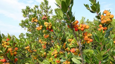 Steile Steige zwischen Meerfenchel und Besenginster | Bild: BR; Annette Eckl