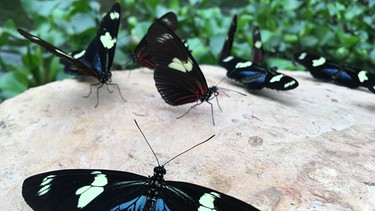 Ameisenbäume und Baumfarne, Helikonien und Kolibris | Bild: BR; Julia Nether