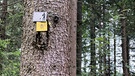 Waldwandern bei Spiegelau im Bayerwald | Bild: BR; Georg Bayerle