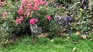 Herbstkätzchen auf einem Ferienbauernhof bei Eschlkam. Doch warum kommen im Herbst in Mitteleuropa Lebewesen auf die Welt, wo doch die Natur "die Schotten dicht macht" und es im Winter in der Natur weniger Nahrung gibt? | Bild: BR