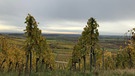 Herbst, das ist Wein-Zeit. Wie hier im "Weinparadies Franken" bei Ippesheim. | Bild: BR