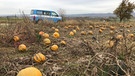 Herbst in Bayern, das ist auch Kürbiszeit. Wie hier bei Burgbernheim in Mittelfranken.  | Bild: BR