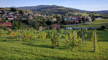 Bei Drachselsried gibt es den einzigen größeren Weinberg im Bayerischen Wald. | Bild: BR