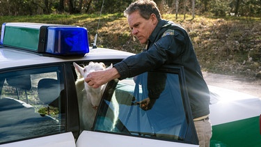 Hubert (Christian Tramitz) lockt die Ziege in den Streifenwagen. | Bild: ARD/BR/TMG/Kai Neunert