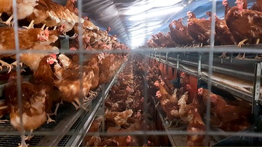 Pro Jahr vermarktet das Unternehmen Landkost-Ei 1 Milliarde Eier. Den Großteil dieser Eier legen Hühner, die in Bodenhaltung in Volierenform leben. Das heißt, die Hühner haben mehrere Etagen hoch Sitzstangen und Schlafplätze. Sie können aber auch auf den Boden flattern. In dieser Form der Bodenhaltung erlaubt der Gesetzgeber bis zu 18 Hennen pro Quadratmeter. Ins Freie kommen die Tiere niemals. | Bild: MDR/tvntv GmbH