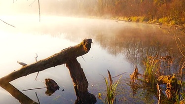 Donauauen im Herbst | Bild: BR