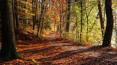 Forstweg durch einen herbstlich verfärbten Laubwald bei Moosham. | Bild: BR/Herbert Ebner