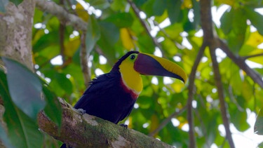 Der Tukan gilt als Star der Vogelwelt Costa Ricas. | Bild: BR/DocLights GmbH/NDR
