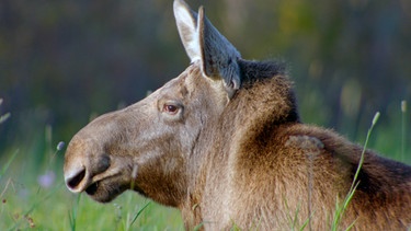 Eine Elchkuh liegt auf der Wiese. | Bild: WDR/Joosep Matjus/Atte Henriksson