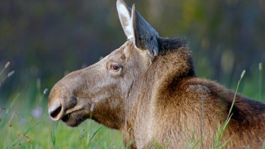 Eine Elchkuh liegt auf der Wiese. | Bild: WDR/Joosep Matjus/Atte Henriksson