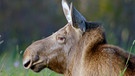 Eine Elchkuh liegt auf der Wiese. | Bild: WDR/Joosep Matjus/Atte Henriksson