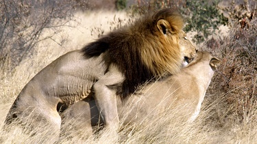 Kalahari-Löwen unterscheiden sich von den Artgenossen in anderen Regionen Afrikas: Sie sind größer und schlanker, ihr Fell ist heller, die Mähne ausgewachsener Männchen dafür fast schwarz. | Bild: MDR/Cornelia Volk
