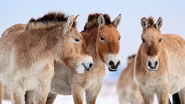 Im Winter lassen sich die Przewalski-Pferde ein dickes Winterfell wachsen. | Bild: NDR/DocLights GmbH/Wildtales Productions/Attila Szilágyi
