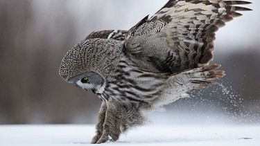 Der Bartkauz ist ein lautloser Jäger. Ohne auch nur ein verräterisches Flügelgeräusch zu erzeugen, kann er sich seiner Beute nähern. | Bild: NDR/National Geographic Channel/Oliver Goetzl/Ivo Nörenberg