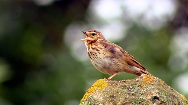 Der Hänfling hat einen ganz eigenartigen Gesang. | Bild: Phoenix/ARTE France/Songbirds Film