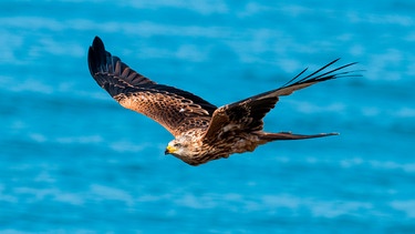 Der Rotmilan zählt zu den schönsten Greifvögeln. Der elegante Flieger ist gut an seinem tief gegabelten Schwanz zu erkennen. | Bild: NDR/Terra Mater/Leander Khil