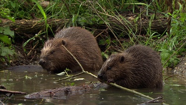 Mitten in München, am Deutschen Museum, hat sich eine Tierart an der Isar niedergelassen, die man eher woanders vermuten würde. Der Biber. | Bild: BR/Markus Schmidbauer