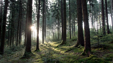 Junge Weißtannen im Fichtenwald. Die Tannen keimen auch in schattigen Fichtenwäldern und führen zunächst ein "Schattendasein", bevor sie die Umgebung mit Ihrer Höhe übertrumpfen. | Bild: NDR/Klaus Weißmann
