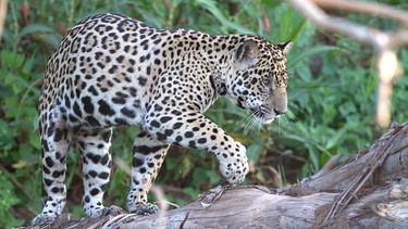 Ein sehr schönes Jaguarweibchen am Fluss Cuiabá, der am Ende der Transpantaneira fliesst. | Bild: BR/Douglas Trent