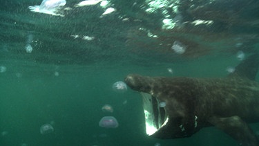 Auf den Spuren eines anderen Giganten geht es dann quer über den Atlantik. Der Riesenhai (im Bild) schwimmt fast genau auf dem 50. Breitengrad von Kanada nach Europa und führt das Expeditionsteam zurück an die Küsten des europäischen Kontinents. | Bild: BR