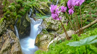 Alpenveilchen mit rosa Blüten | Bild: Picture alliance/dpa