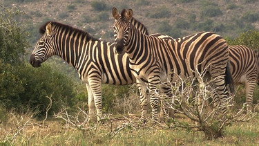 Zebraherde in Umkhondo. | Bild: BR/NDR/Vincent TV GmbH