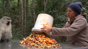 Julia Ganz auf Futterrunde bei den Monkeyland-Affen. | Bild: BR/NDR/Vincent TV GmbH