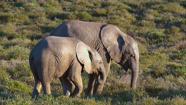 Elefantenkinder in Knysna. | Bild: BR/NDR/Vincent TV GmbH