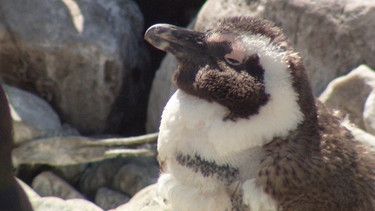 Ein Pinguinküken. | Bild: BR/NDR/Vincent TV GmbH