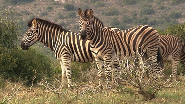 Zebraherde in Umkhondo. | Bild: BR/NDR/Vincent TV GmbH