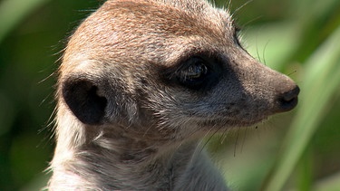 Ein Erdmännchen. | Bild: BR/NDR/Vincent TV GmbH