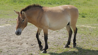 Ein Przewalski-Pferd hat typische Merkmale: Stehmähne, schwarze Beine mit Zebrastreifen und ein weißes Maul, sowie den Aalstrich am Rücken. | Bild: BR/Text und Bild Medienproduktion GmbH & Co. KG