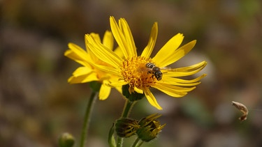 Biene aufArnikablüte | Bild: Picture alliance/dpa