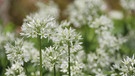 Gruppe mit offene Blüten | Bild: picture alliance/dpa