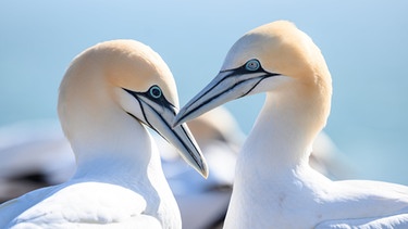 PRODUKTION - 24.03.2023, Schleswig-Holstein, Helgoland: Ein Basstölpel-Paar mit schwarzen und hellblauen Augen auf den Lummenfelsen. Naturschützer blicken wegen der Vogelgrippe mit Sorge auf die bevorstehende Brutsaison im Wattenmeer.      (zu dpa "Naturschützer blicken wegen Vogelgrippe mit Sorge auf die bevorstehende Brutsaison im Wattenmeer") Foto: Jonas Walzberg/dpa +++ dpa-Bildfunk +++ | Bild: dpa-Bildfunk/Jonas Walzberg