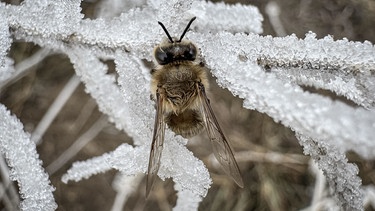 Biene auf einer gefrorenen Blume | Bild: Picture allioance