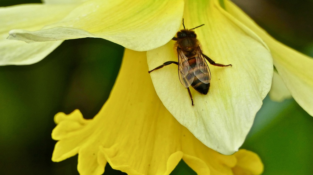 Schnittgut | Garten-Magazin | BR Fernsehen | Fernsehen | BR.de