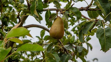 Reife Frucht am Ast | Bild: Picture alliance/dpa