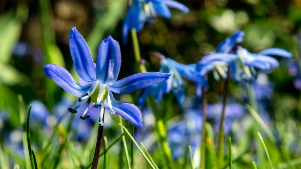 Schnittgut GartenMagazin BR Fernsehen Fernsehen BR.de