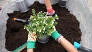 Hände mit Handschuhen pflanzen | Bild: Picture alliance/dpa