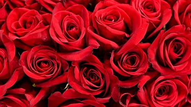 Blumenstrauß ausroten Rosen | Bild: Picture alliance/dpa