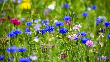 Feld mit Feldblumen | Bild: Picture alliance/dpa