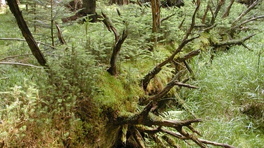 Knapp 30 Jahre nach dem Borkenkäferbefall zeigt sich der Erfolg der Nationalpark-Idee "Natur Natur sein lassen". Der "katastrophenartige" Zusammenbruch der alten Fichten war ein Anstoß zur Entwicklung in Richtung "Urwald". | Bild: BR/Rainer Pöhlmann