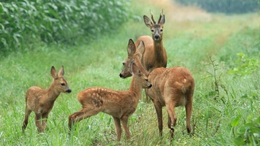 Rehkitze mit Muttertier und Bock. | Bild: BR/Jürgen Eichinger