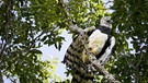 Die Harpyie gehört zu den größten Greifvögeln der Welt, ihre Fänge sind dick wie ein Unterarm, der Schnabel messerscharf. | Bild: BR/Marion Pöllmann