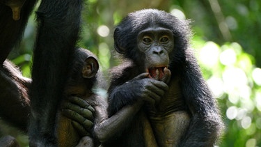 Bonobo-Nachwuchs Pistache und Vanille. | Bild: BR/Markus Schmidbauer