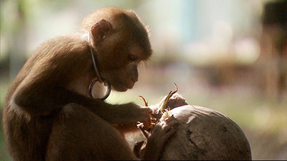 Welt Der Tiere | Doku | BR Fernsehen | Fernsehen | BR.de